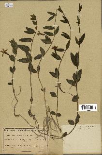 spécimen de Vinca herbacea