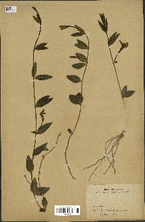 spécimen de Vinca herbacea
