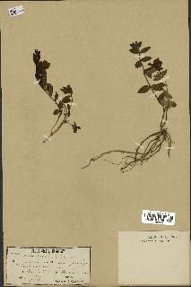 spécimen de Vinca herbacea