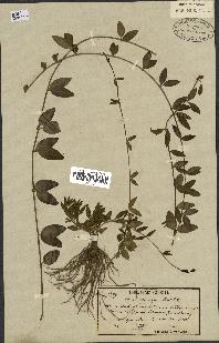 spécimen de Vinca herbacea