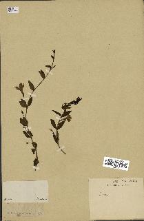 spécimen de Vinca herbacea