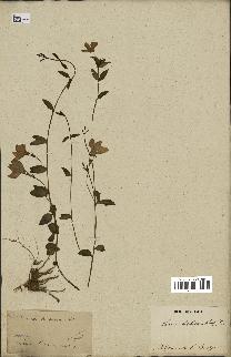 spécimen de Vinca herbacea