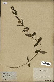spécimen de Vinca herbacea