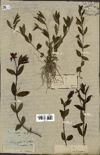 spécimen de Vinca herbacea