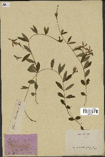 spécimen de Vinca herbacea