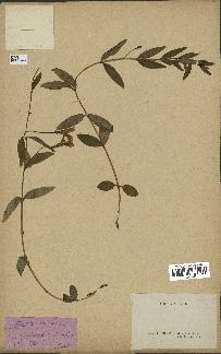 spécimen de Vinca herbacea