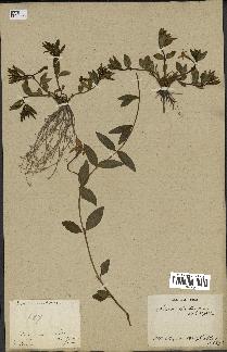spécimen de Vinca herbacea