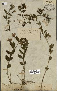 spécimen de Vinca herbacea