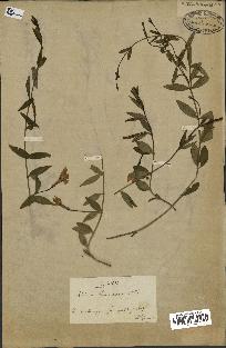 spécimen de Vinca herbacea