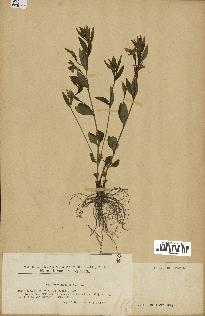 spécimen de Vinca herbacea