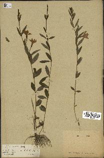 spécimen de Vinca herbacea