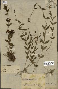 spécimen de Vinca herbacea