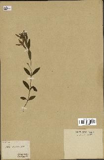 spécimen de Vinca herbacea
