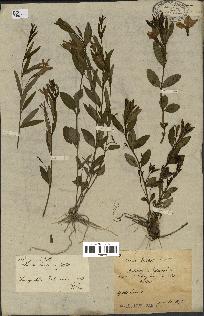 spécimen de Vinca herbacea