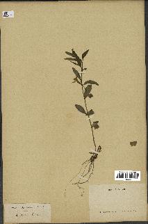 spécimen de Vinca herbacea