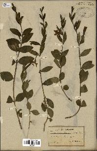 spécimen de Vinca herbacea