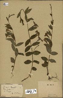 spécimen de Vinca herbacea