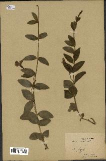 spécimen de Vinca herbacea