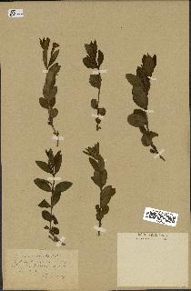 spécimen de Vinca herbacea