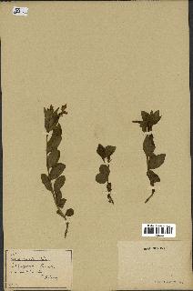 spécimen de Vinca herbacea