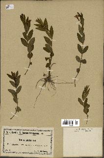 spécimen de Vinca herbacea
