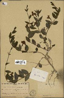 spécimen de Vinca herbacea