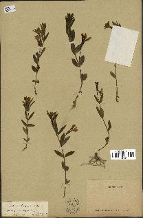 spécimen de Vinca herbacea