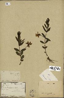 spécimen de Vinca herbacea