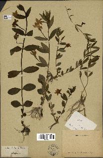 spécimen de Vinca herbacea
