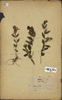 spécimen de Vinca herbacea