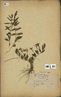 spécimen de Vinca herbacea