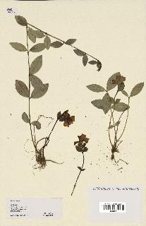 spécimen de Vinca minor