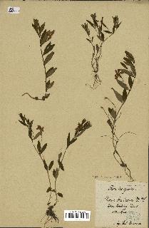 spécimen de Vinca herbacea