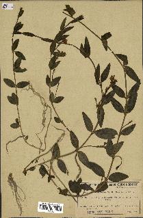 spécimen de Vinca herbacea