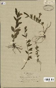 spécimen de Vinca herbacea