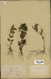 spécimen de Vinca herbacea