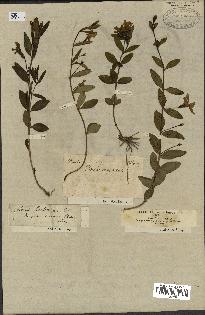 spécimen de Vinca herbacea