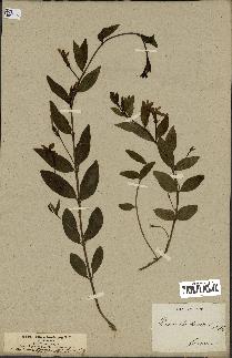 spécimen de Vinca herbacea