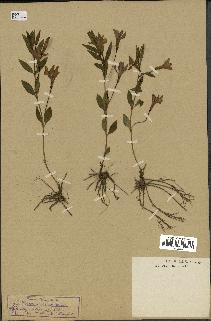 spécimen de Vinca herbacea