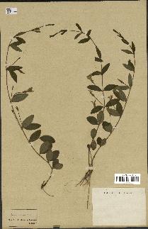 spécimen de Vinca herbacea