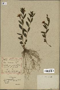 spécimen de Vinca herbacea