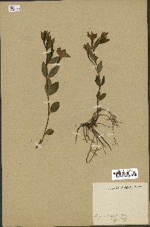 spécimen de Vinca herbacea