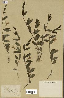 spécimen de Vinca herbacea