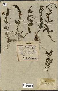 spécimen de Vinca herbacea