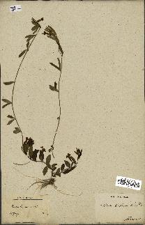 spécimen de Vinca herbacea