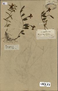 spécimen de Vinca herbacea