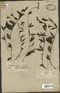spécimen de Vinca herbacea
