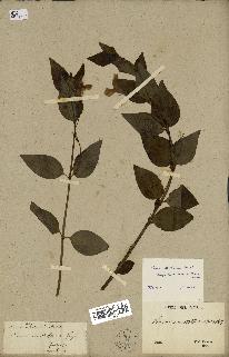 spécimen de Vinca difformis