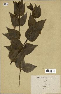 spécimen de Vinca acutiflora