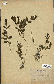 spécimen de Vinca herbacea